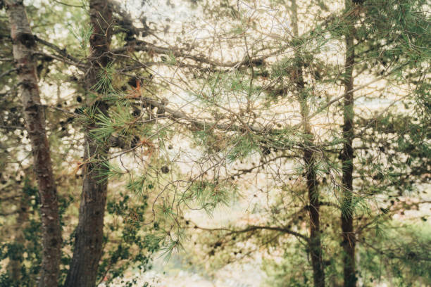 Closeup of trees