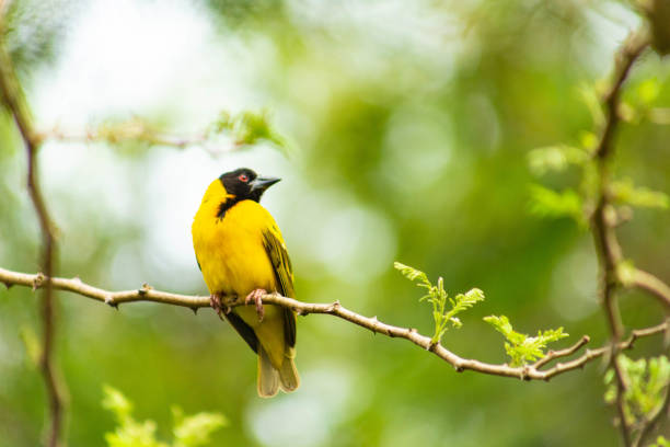 istock Birds of Rwanda 1441883509