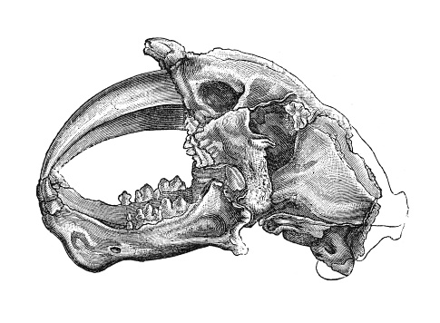 Smilodon is a genus of the extinct machairodont subfamily of the felids. It is one of the most famous prehistoric mammals and the best known saber-toothed cat. Although commonly known as the saber-toothed tiger, it was not closely related to the tiger or other modern cats.
Original edition from my own archives
Source : America 1892