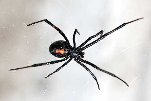 istock A close-up of a black widow spider on a web 144188413