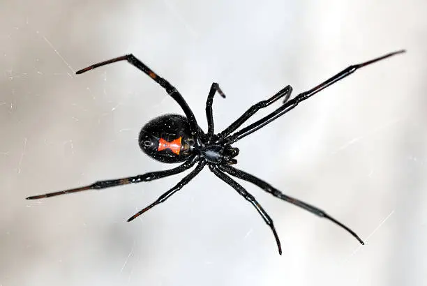 Photo of A close-up of a black widow spider on a web