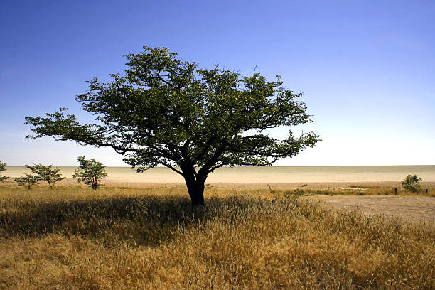 Acacia in Africa stock photo