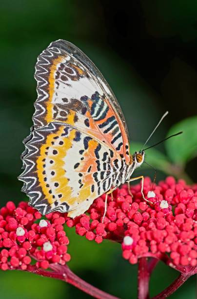 istock Butterfly drinking juice from red flower - animal behavior. 1441884546