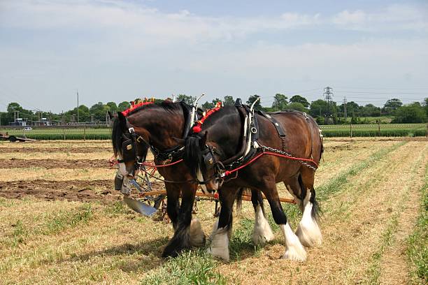 istock Shire horses ploughing 144188456