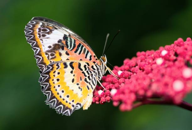 istock Butterfly drinking juice from red flower - animal behavior. 1441884599