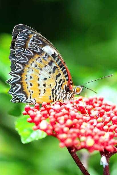 istock Butterfly drinking juice from red flower - animal behavior. 1441884645
