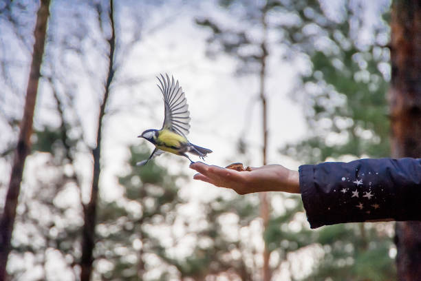 istock Birds are flying from the hands of a man 1441885140