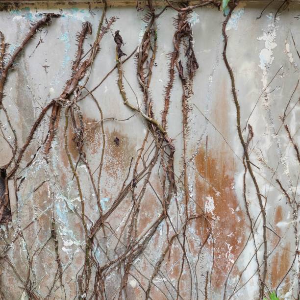 istock plant roots creeping on the wall 1441885268
