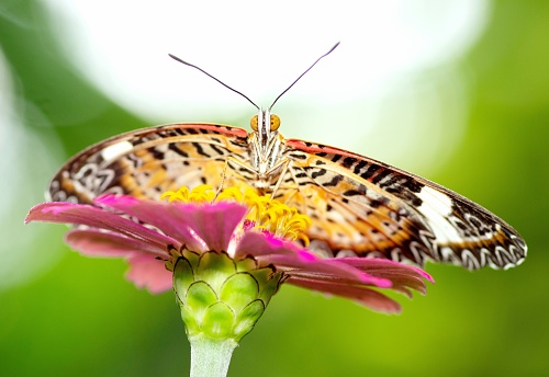 Butterfly drinking juice from pink flower - animal behavior.