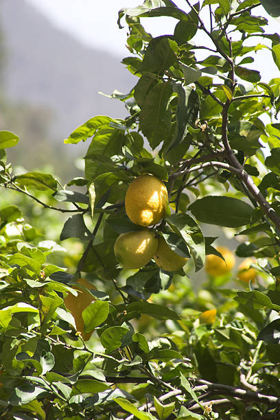 Lemons close up on tree stock photo