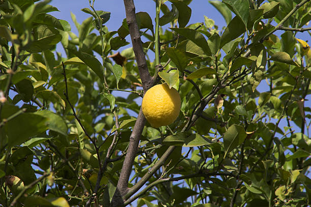 Lemon on tree stock photo