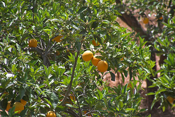 oranges on tree stock photo