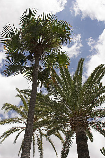 palm trees & sky stock photo