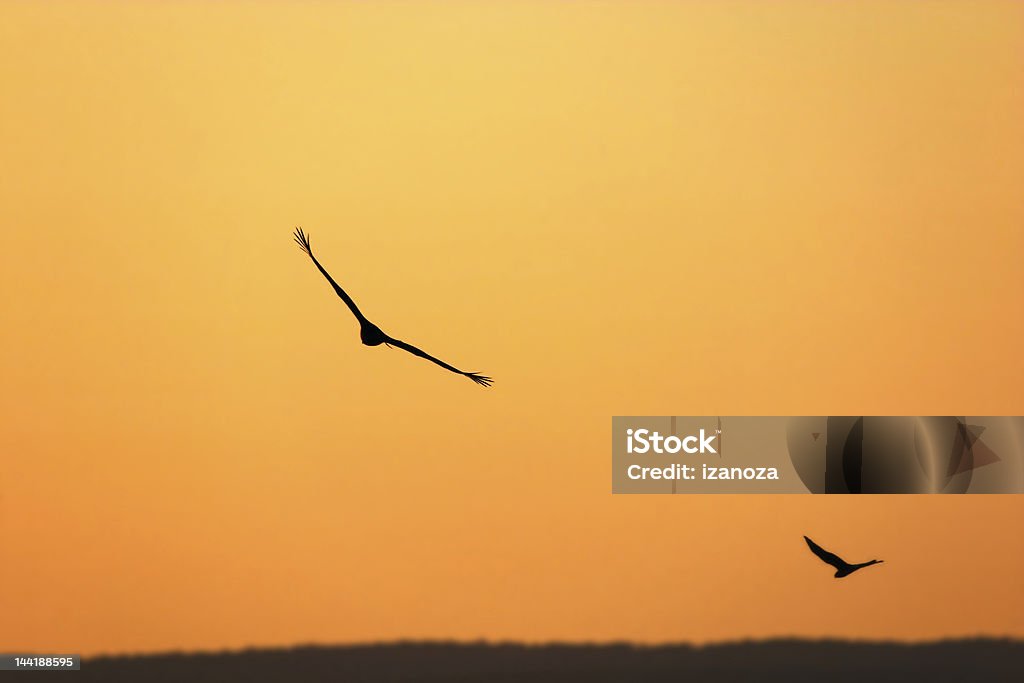 Турция vultures - Стоковые фото Возможность роялти-фри