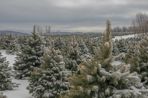 Rows of pine, spruce, and fir trees covered in snow at a Christmas tree farm