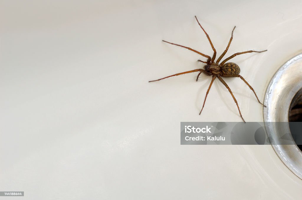 Large spider coming from the drain close-up A common house spider (Tegenaria gigantea) trapped in the bath. Space for text on the white of the porcelain. House Spider Stock Photo