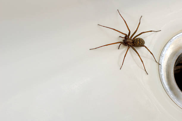 Large spider coming from the drain close-up A common house spider (Tegenaria gigantea) trapped in the bath. Space for text on the white of the porcelain. creep stock pictures, royalty-free photos & images