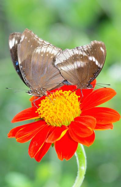 istock Mating Butterflies on orange flower - animal behavior. 1441886626