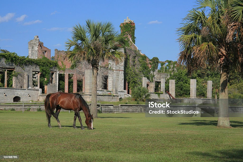 Wild Horse sulla Cumberland Island - Foto stock royalty-free di Cumberland Island