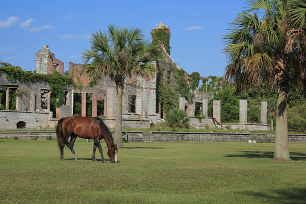 wild horse na ilha de cumberland - cumberland island - fotografias e filmes do acervo