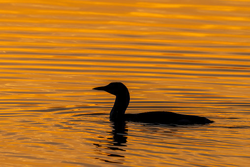 Silhouette of a beautiful black-throated loon (Gavia arctica) swimming in a lake with the reflections of the setting sun.