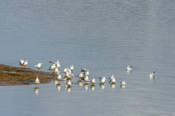 Flock of black-headed gulls (Chroicocephalus ridibundus) cleaning feathers near a beach.