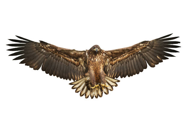 istock Birds of prey White tailed eagle isolated on white background flying bird 1441887995