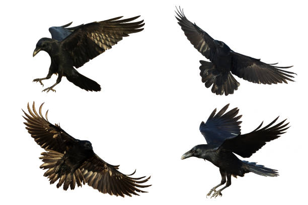 istock Birds flying ravens isolated on white background Corvus corax. Halloween - mix four birds, 1441888843