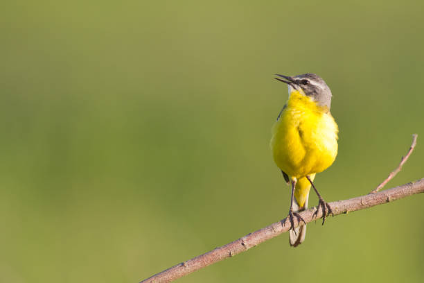 istock Bird - Yellow Wagtail on green meadow 1441888916