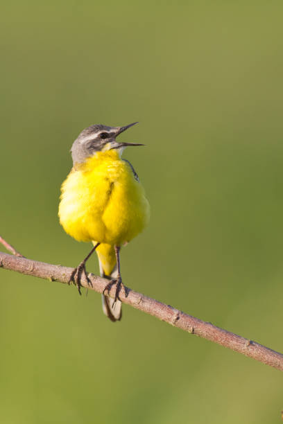istock Bird - Yellow Wagtail on green meadow 1441888921