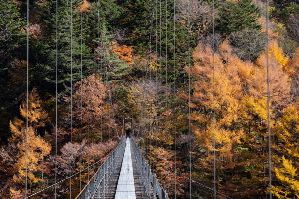 istock Autumn leaves and suspension bridge 1441889207