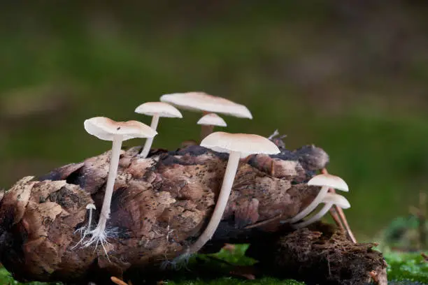 Inedible mushroom Baeospora myosura in spruce forest