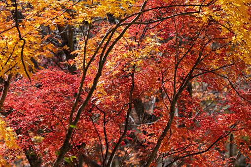 An autumn day looking at a colorful Japanese Maple Tree at the Portland Japanese Garden. This is located in the Pacific Northwest in in Portland, Oregon.