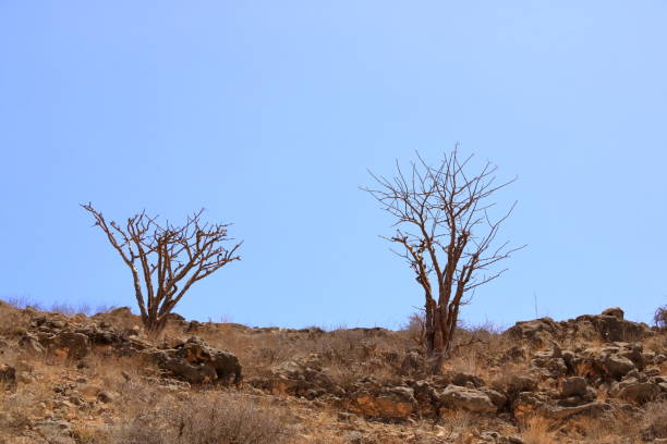 Landscape of desert cliffs, in the Ein Gedi Nature Reserve, Judaean Desert, Southern Israel