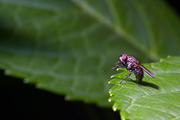 mosca de estar - antenae fotografías e imágenes de stock