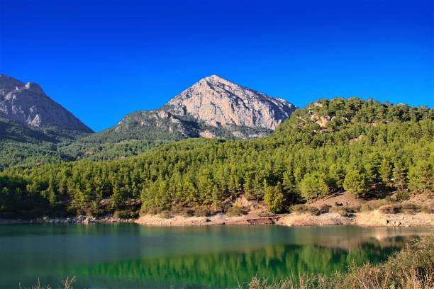 istock Trees in forest with lake and mountain siluette 1441890603