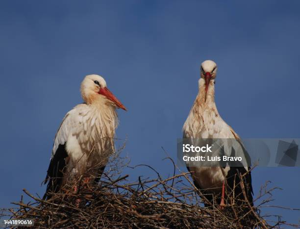 Storks Stock Photo - Download Image Now - Animal, Animal Wildlife, Bird