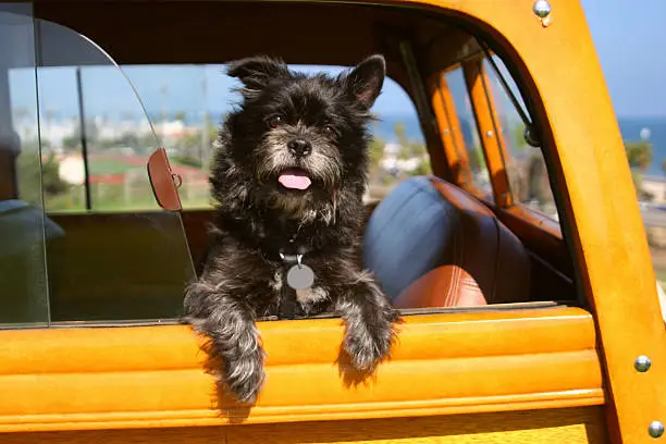 A terrier sits in the back seat of a woody station wagon in Santa Barbara, California.
