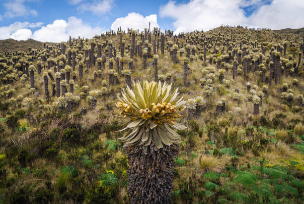 Scenery of Mountains, Murillo Colombia