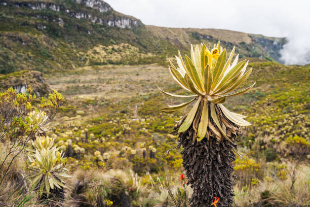 istock Scenery of Mountains, Murillo Colombia 1441891350