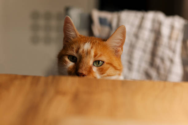 istock Orange and white tabby cat with green eyes peeking at the empty kitchen table 1441891630