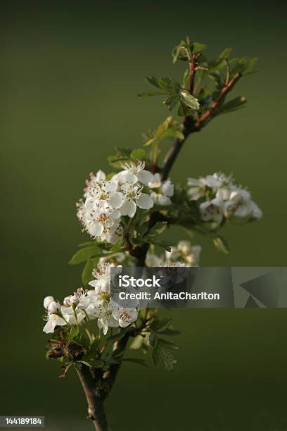 Fiore Di Mayflower - Fotografie stock e altre immagini di Ambientazione esterna - Ambientazione esterna, Bellezza naturale, Bianco