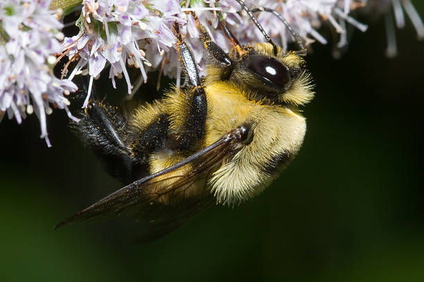 bumble bee - antenae fotografías e imágenes de stock