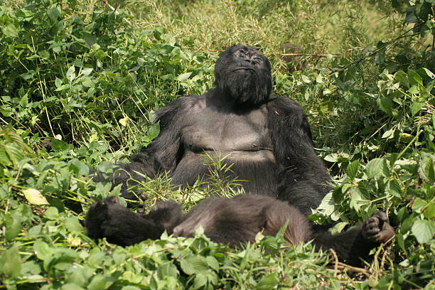 Mountain gorilla family enjoying the sun