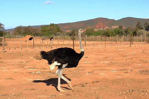 Ostrich farm near Oudtshoorn in South Africa