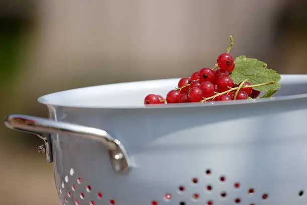 Red berries into blue colander