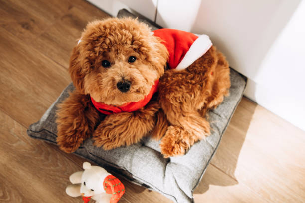 A small ginger poodle dog in a Santa suit sits on a gray pillow on a sunny day. Christmas concept stock photo