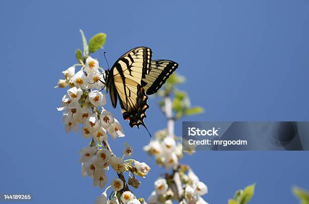 Foto de Borboleta Em Uma Flor e mais fotos de stock de Azul - Azul, Borboleta, Canteiro de Flores