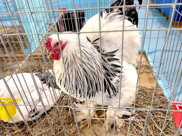 istock Brahma chicken on straw in a cage 1441892826