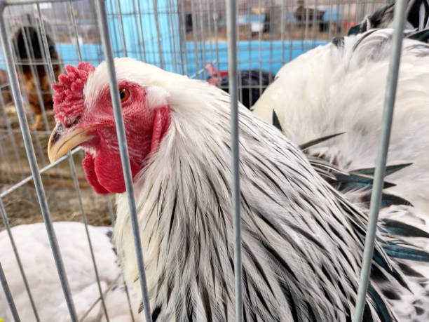istock Brahma chicken on straw in a cage 1441892889